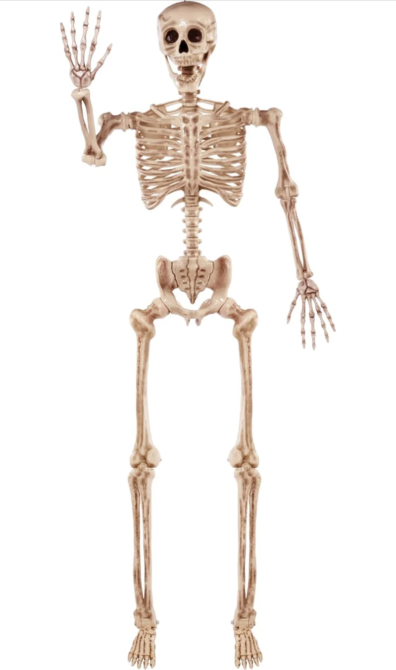JOYIN 5.6 FT Halloween Posable Life Size Skeleton, Full Body Realistic Bones with Movable Joints, Giant Skeletons Halloween Decorations for Indoor Outdoor Haunted House Props, Spooky Scene Party Decor